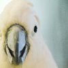 おしゃべり好きな我が家の羽衣インコ