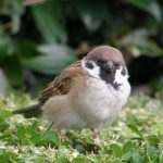 スズメがこんなにも表現豊かな生き物であるとは知りませんでした。